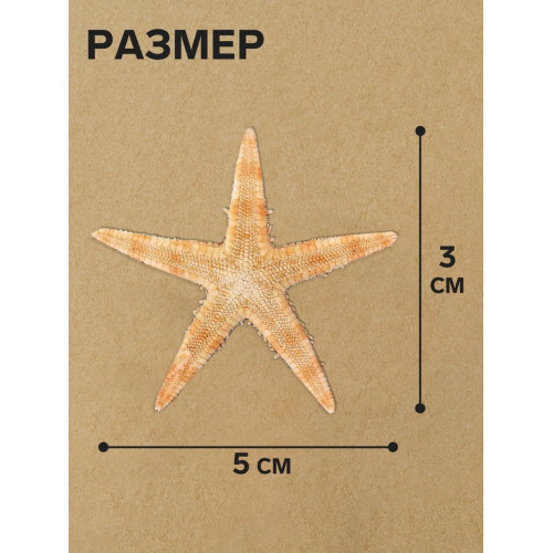 Набор из 5 морских звезд, размер каждой 3-5 см Пижон Аква