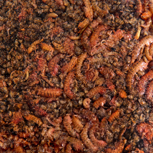 Корм для рыб Barrom «Рачки» (дафния/гаммарус), 15 г Barrom