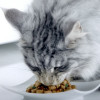 Влажный корм Purina One для домашних кошек, курица/морковь, 75 г Purina ONE
