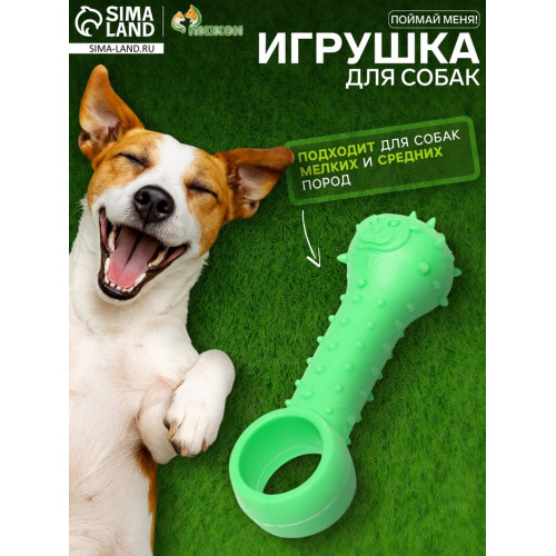 Игрушка-дразнилка «Поймай меня!», TPR, 9.5 см, зелёная Пижон